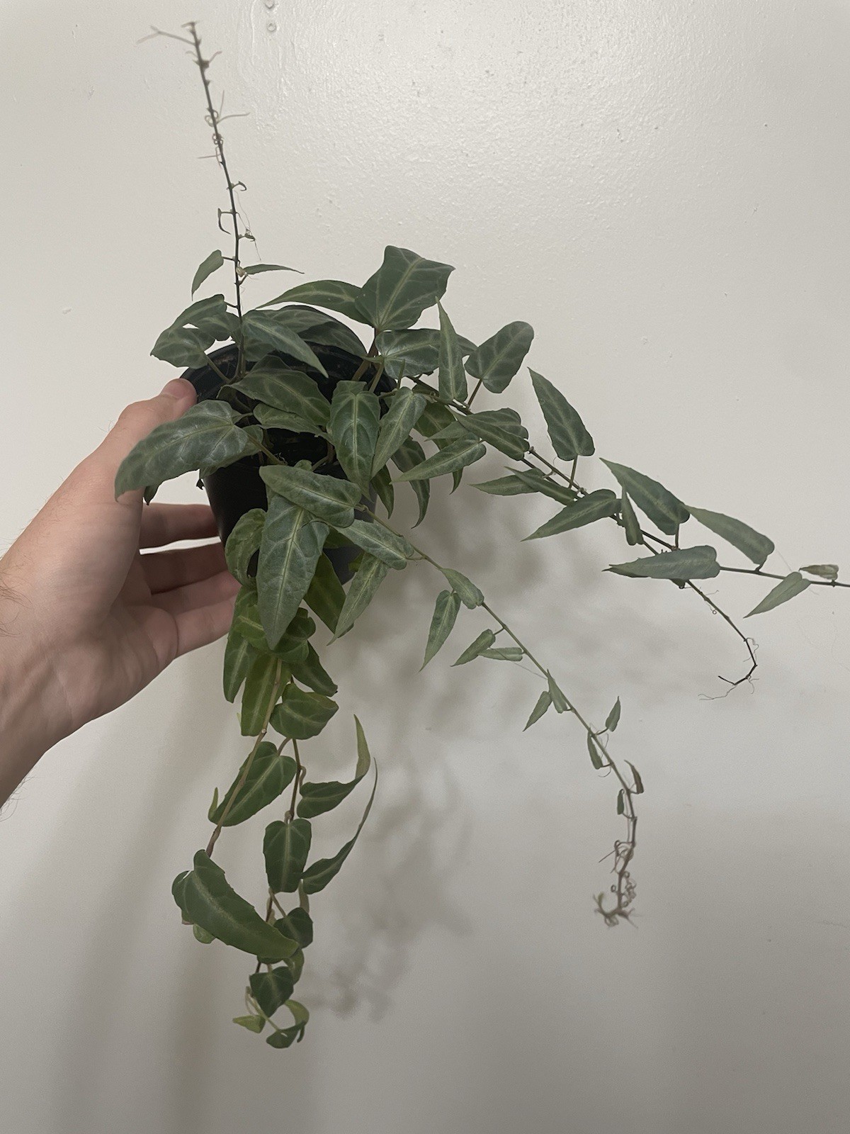 Cissus amazonica Amazon Jungle Vine 4 Inch Pot [Non Exact]