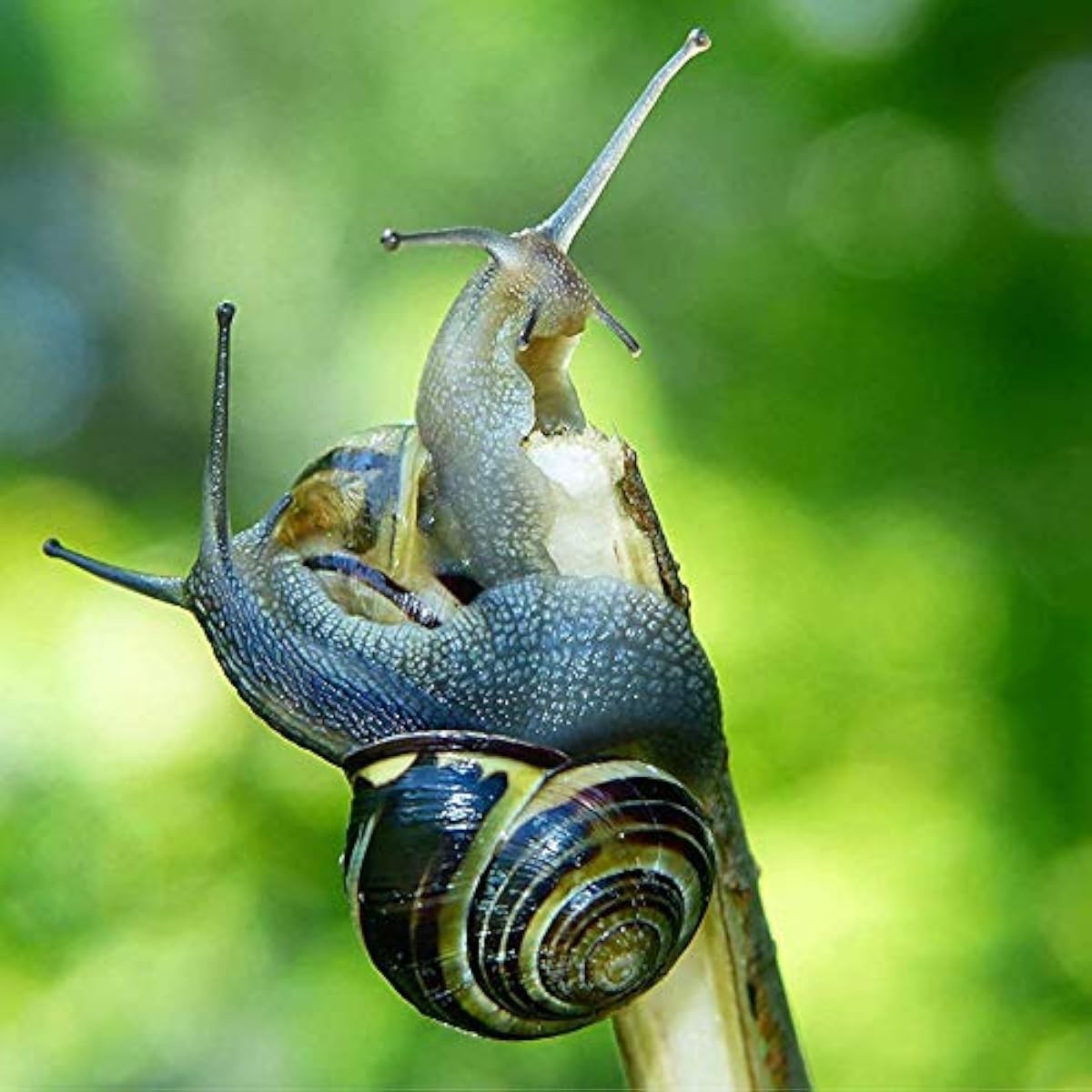 2 Live Land Milk Snails Otala Lactea XL, Breeder,Pet,Fu,Edu Free SAME DAY SHIP. 2 Live Land Milk Snails Otala Lactea XL, Breeder,Pet,Fu,Edu Free SAME DAY SHIP.