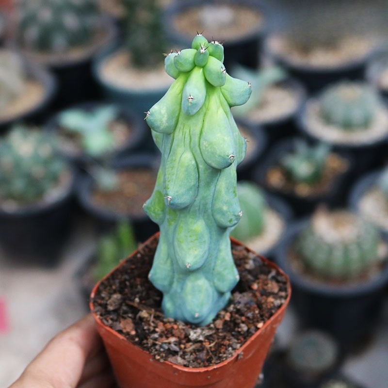 Unique Succulent Cactus for Indoor Outdoor Low Maintenance and Drought-Tolerant Unique Succulent Cactus for Indoor Outdoor Low Maintenance and Drought-Tolerant