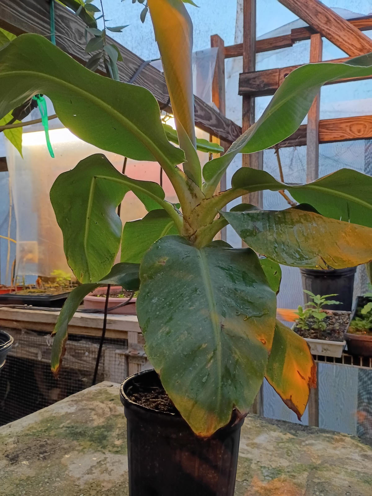 Lady Finger Banana in 1 Gallon Pot Lady Finger Banana in 1 Gallon Pot