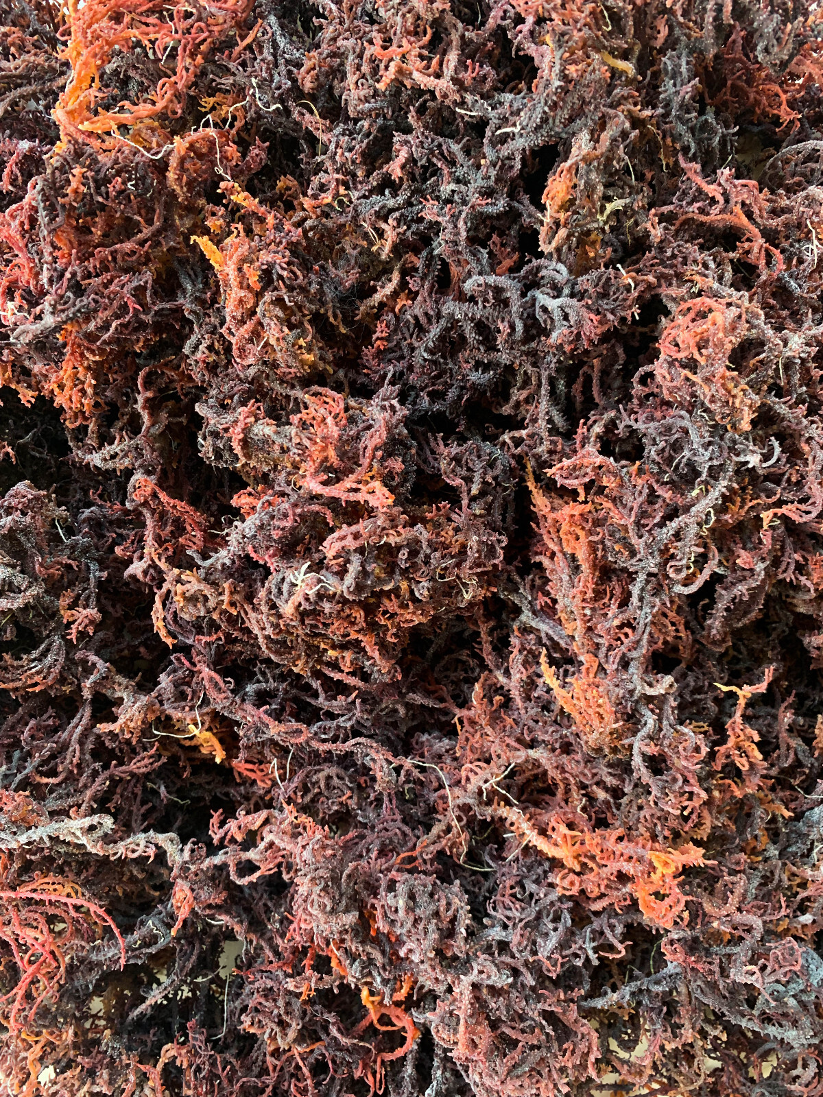 FREE SHIPPING WORLDWIDE - Wild Crafted WHOLESALE Purple Tanzanian Sea Moss 