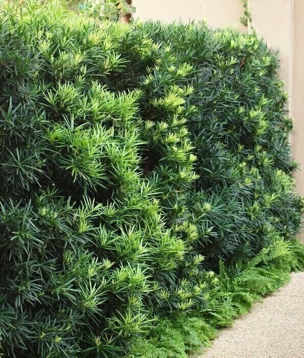 Podocarpus Macrophyllus I Large Gallon Size Plants I Japanese Yew I Live... Podocarpus Macrophyllus I Large Gallon Size Plants I Japanese Yew I Live...