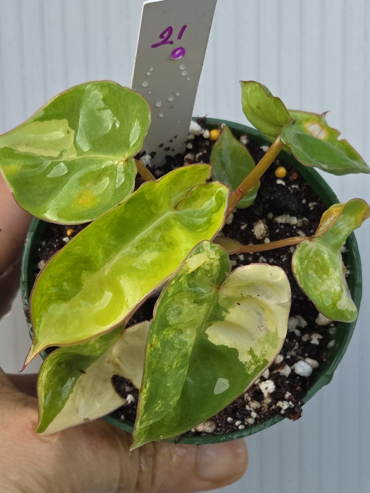 Philodendron Billietiae HIGH variegated in 3\
