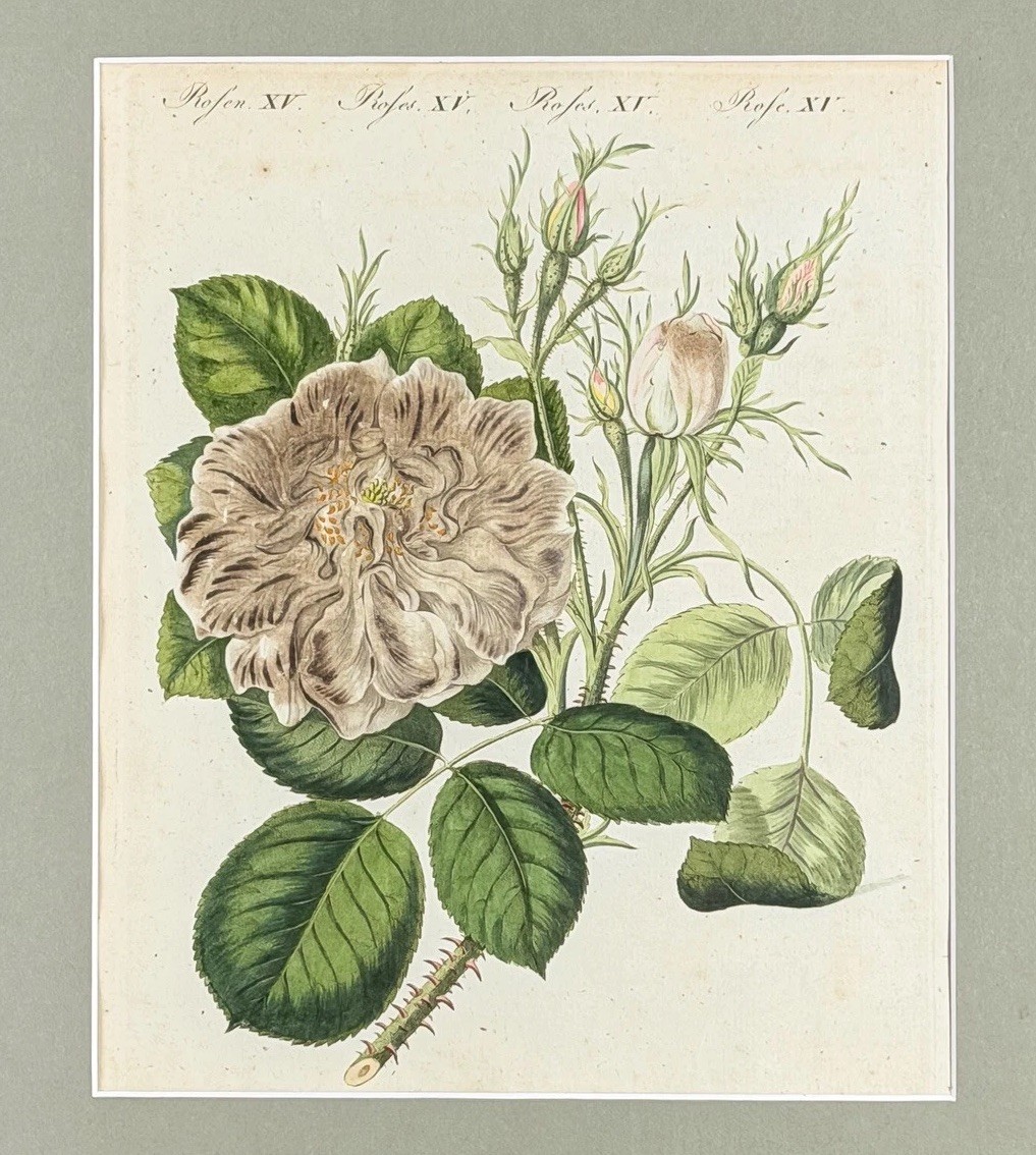 1805 Antique Rose Botanical Print | Bertuch Hand-Colored Copper Engraving Matted