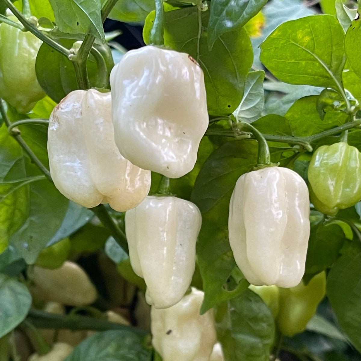 White Habanero Pepper Seeds (20) / Spicy / Super Rare / Florida  / Non-GMO