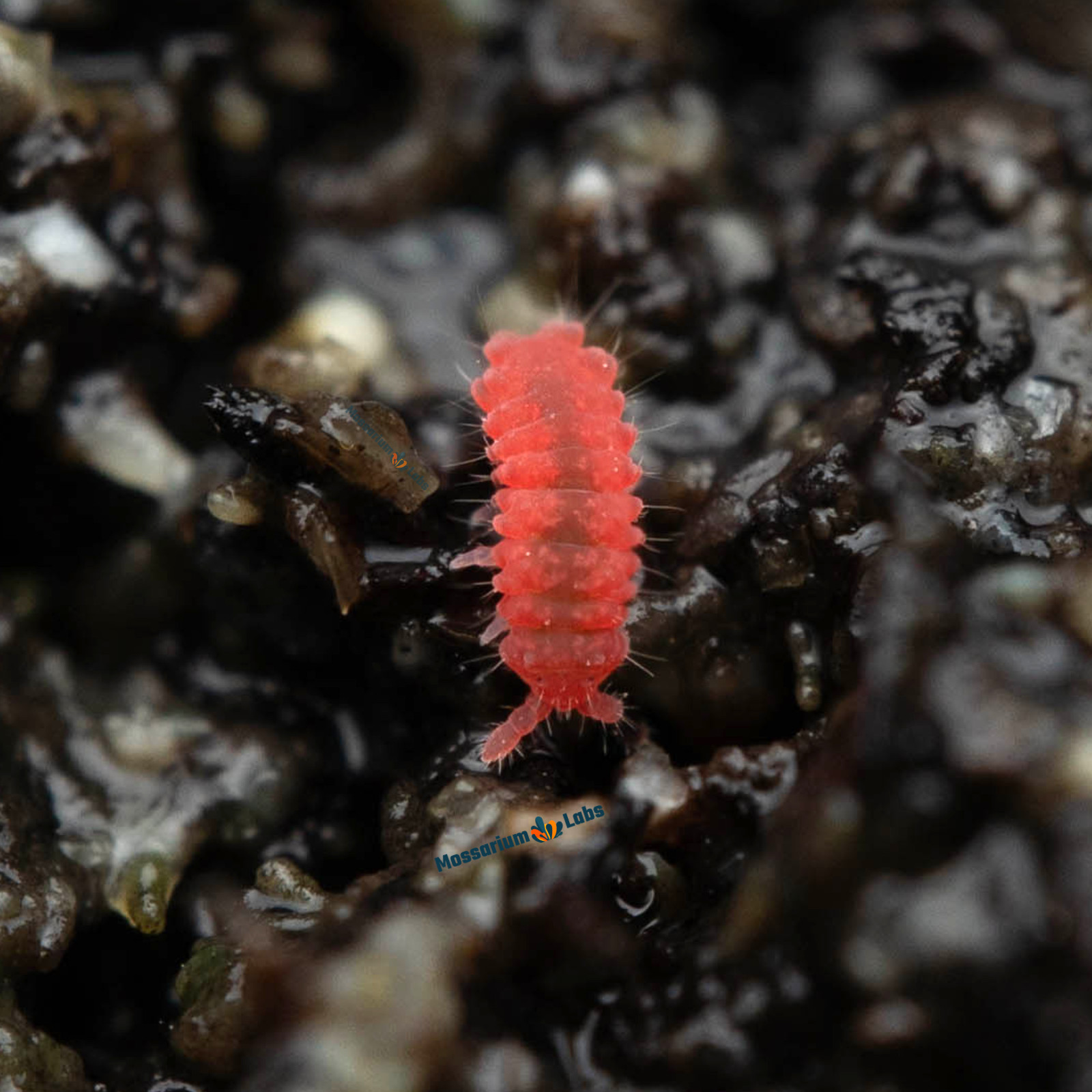 35+ Thai Red Springtail Culture Clean Up Crew/ Reptile Feeder