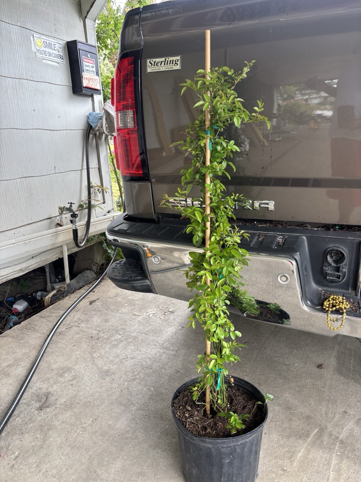Peggy Martin Climbing Rose Live Plant 2–3 Ft ( 3 Gallon )Hardy Fast Growing