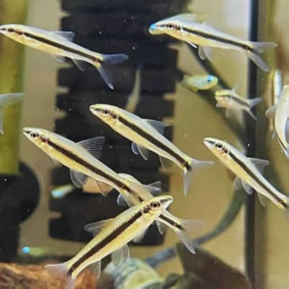 6-Pack Siamese Algae Eaters – Live Freshwater Fish for Community Planted Tanks
