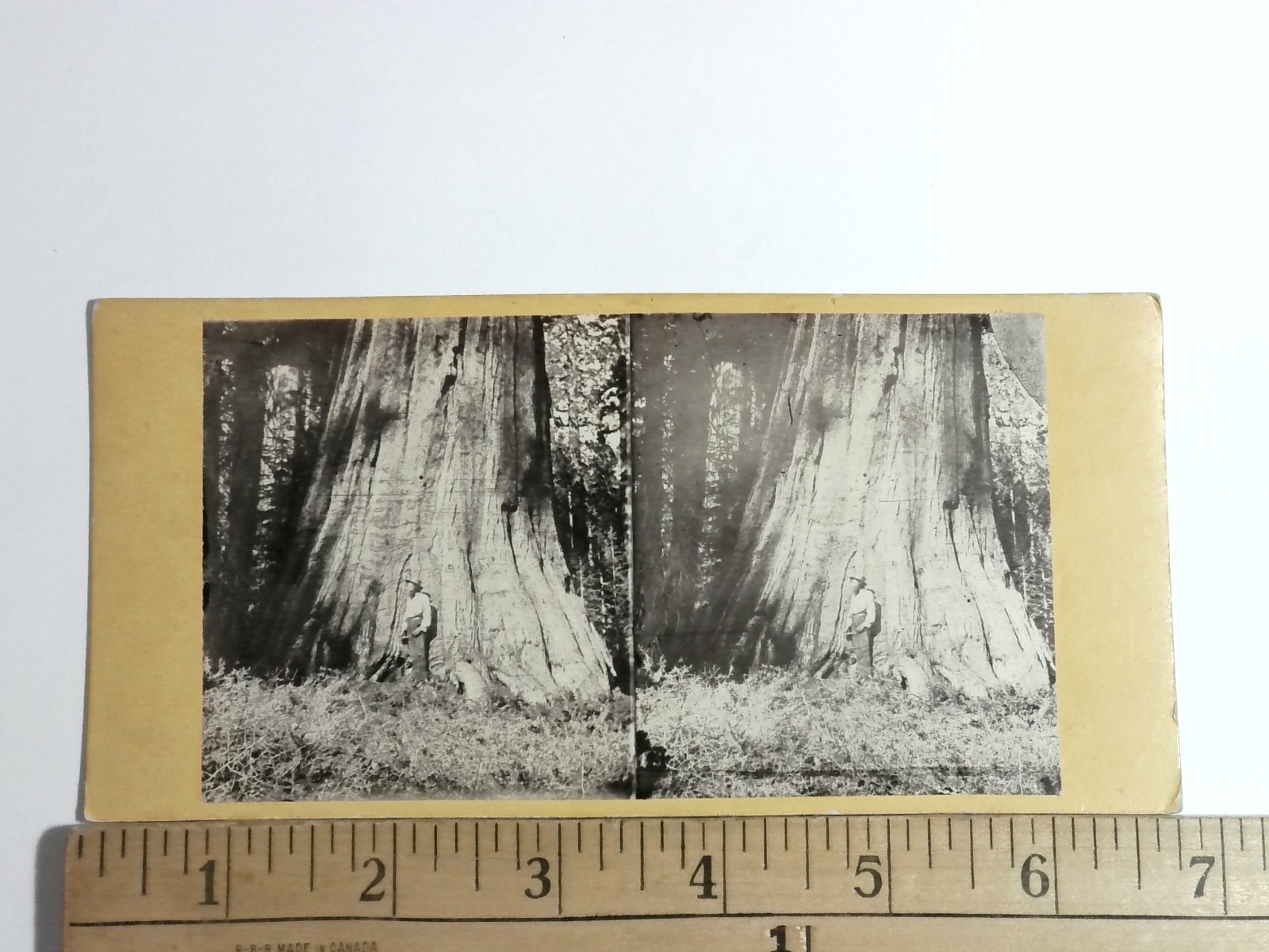 Mariposa Big Tree Stereoview E. & H. T. Anthony & Co. California 1850s Mariposa Big Tree Stereoview E. & H. T. Anthony & Co. California 1850s