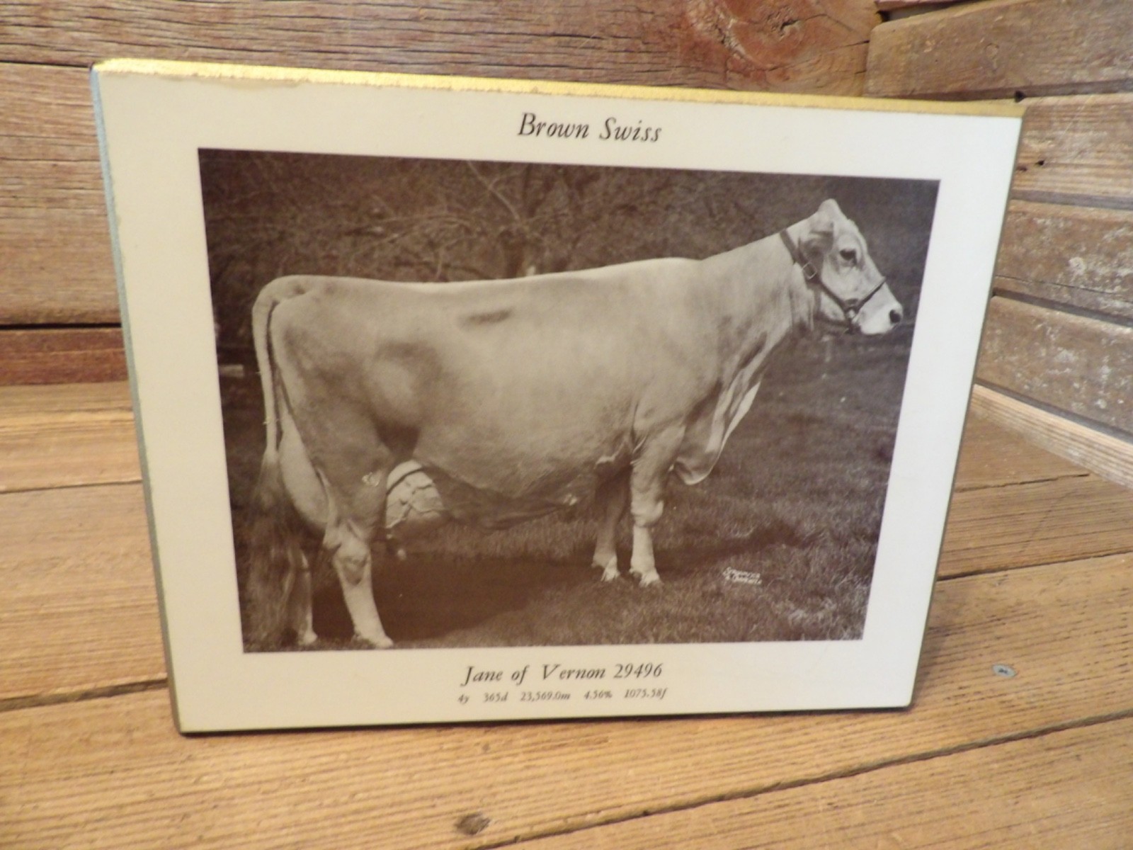Vintage 1940-50\'s Brown Swiss Cow Jane Of Vernon 29496 Farming Vintage 1940-50\'s Brown Swiss Cow Jane Of Vernon 29496 Farming