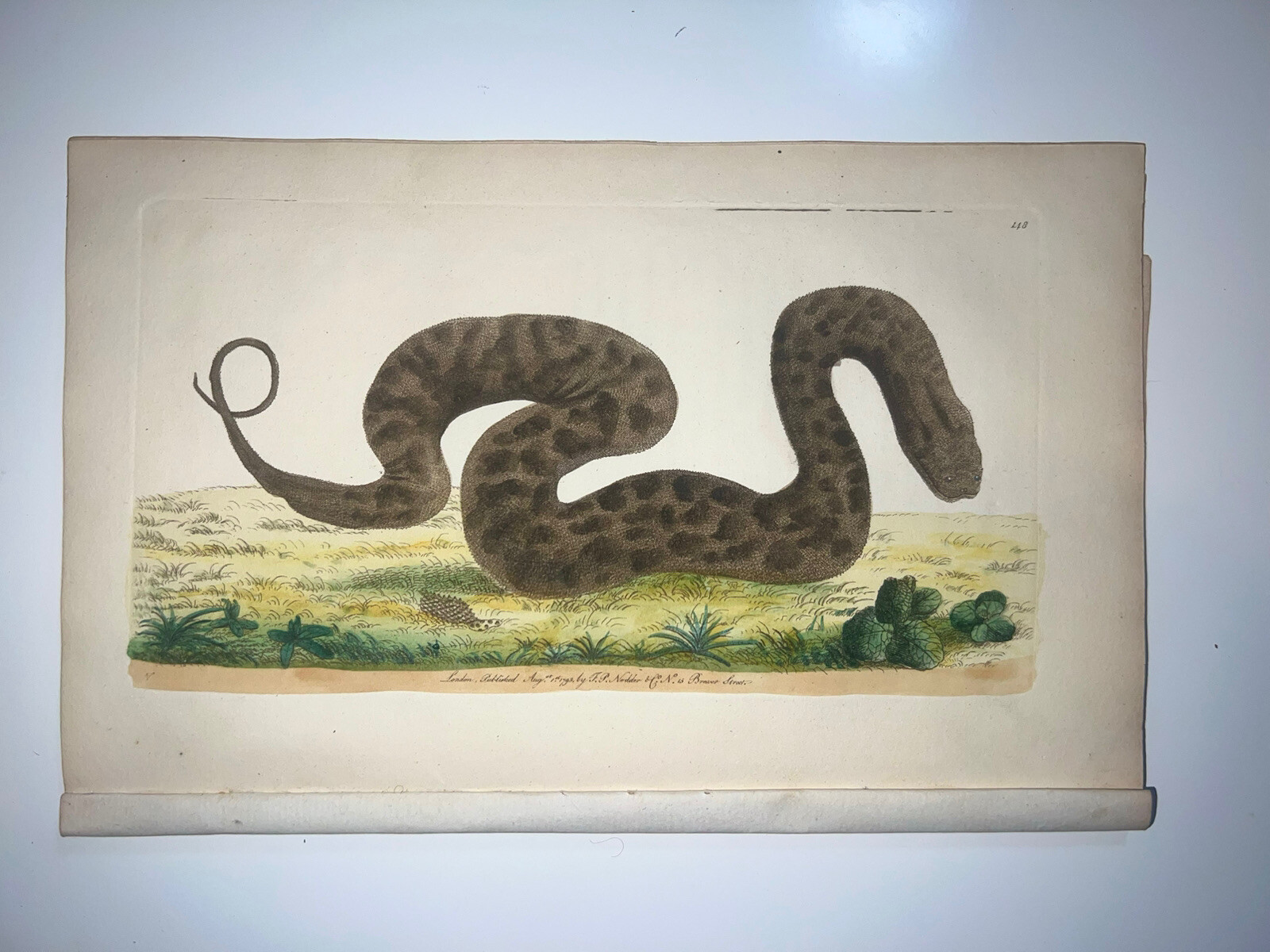 Warted Snake - 1783 RARE SHAW & NODDER Hand Colored Copper Engraving