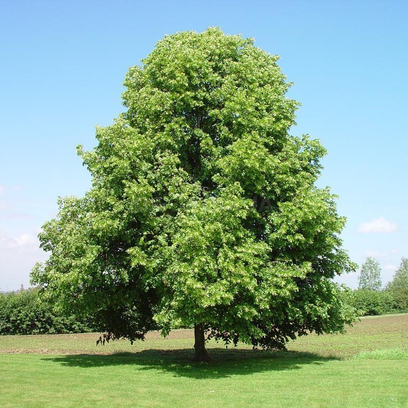 Tilia seёds, 5 Tilia europaea Pallida seёds SW70B+TRACK №