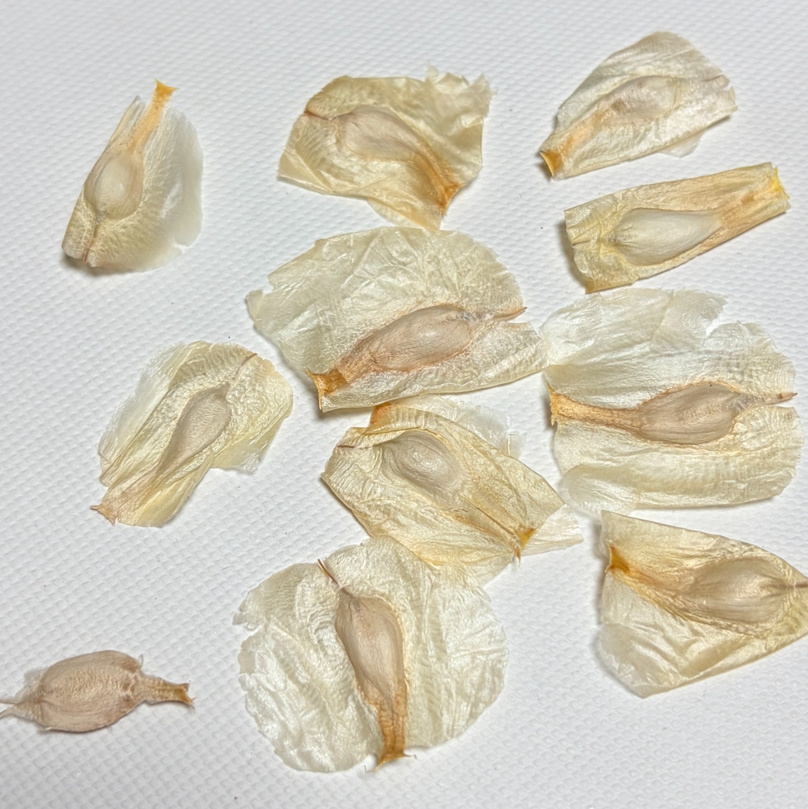 Welwitschia Mirabilis 2026seeds5/20/50/100pcs Welwitschia Mirabilis 2026seeds5/20/50/100pcs