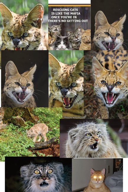 (10) NOVELTY POST CARDS, SEE FIRST PHOTO IN GALLERY. BLANK BACK. MAIL TO FRIENDS