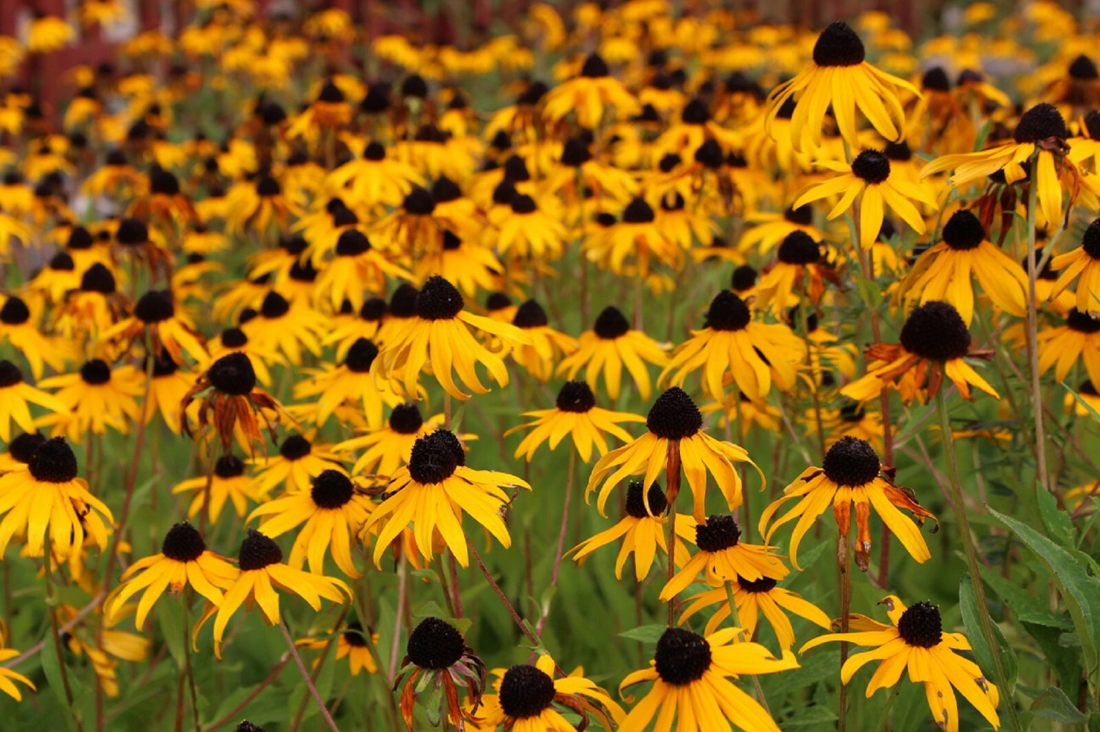 2,500+ Black Eyed Susan (Rudbeckia Hirta) Flower Seeds Yellow 2,500+ Black Eyed Susan (Rudbeckia Hirta) Flower Seeds Yellow