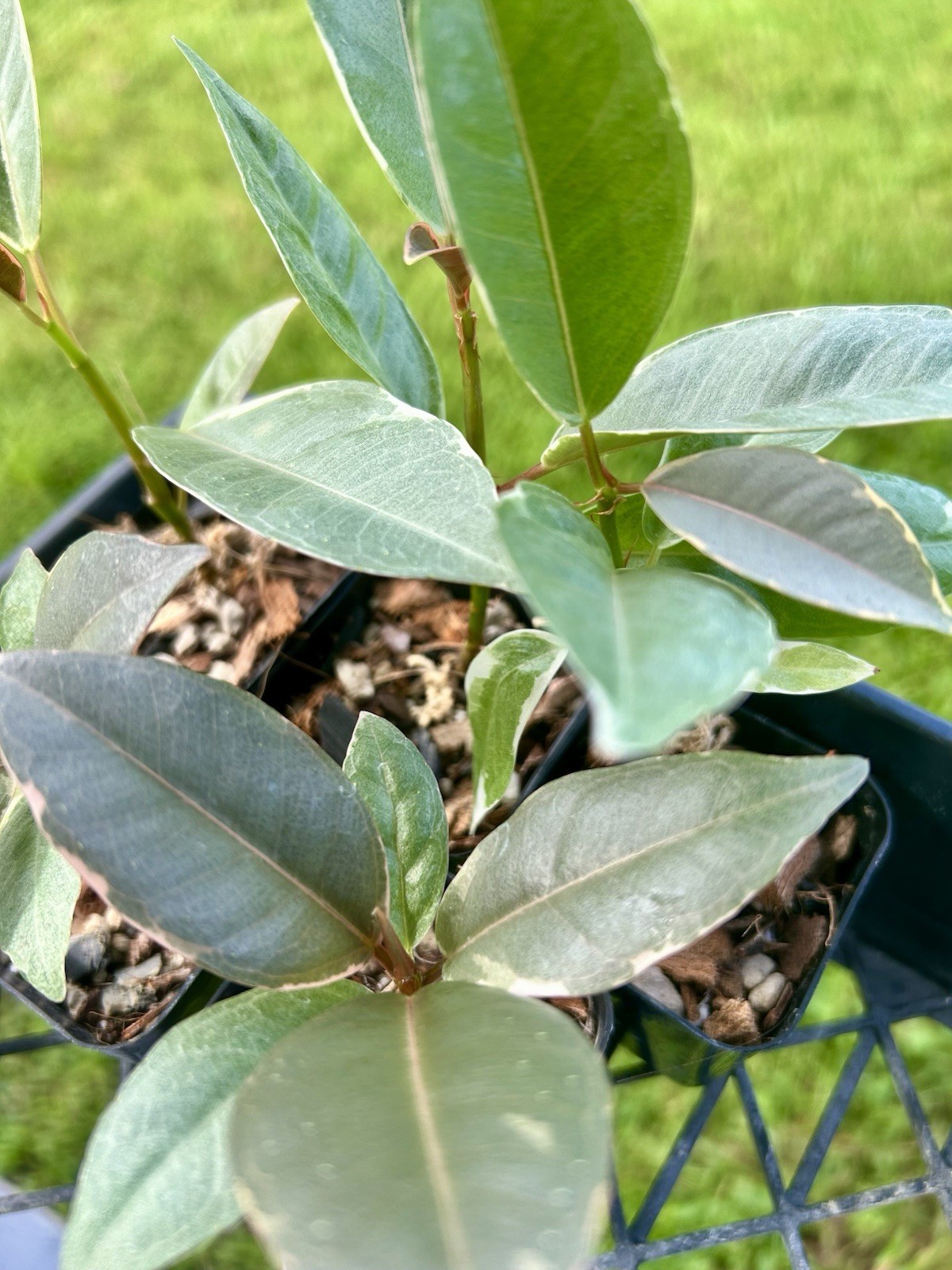 2 Indian Rubber Trees Variegated | Ficus Elastica 2 For $20 Houseplant
