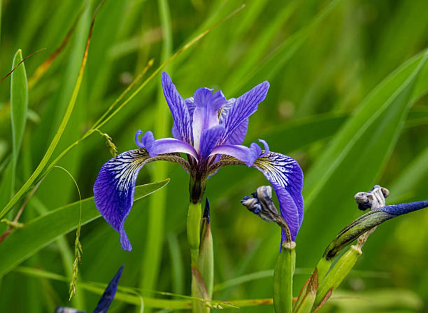 25 WILD BLUE IRIS SEEDS | SALES  NON GMO