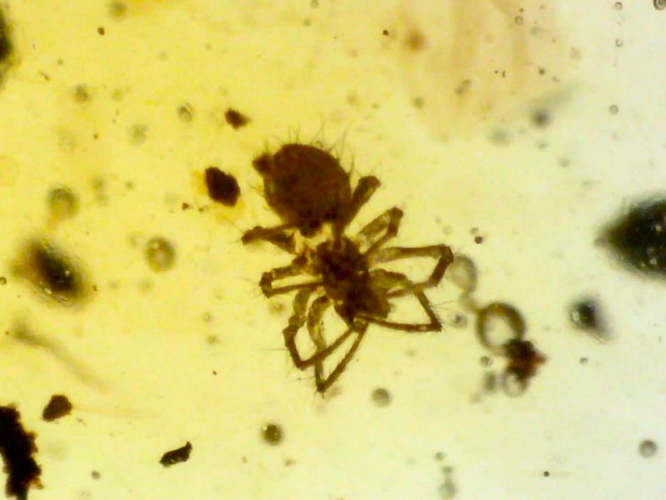 Dinosaur age Fossil Burmite AMBER SPIDER LOT One Per Order Authenticity Tested