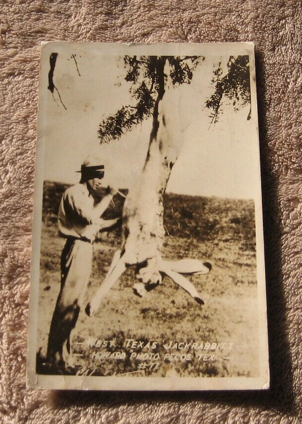 Texas TX Jackrabbit Man Knife 1939 RPPC Funny Exaggeration Real Photo Postcard