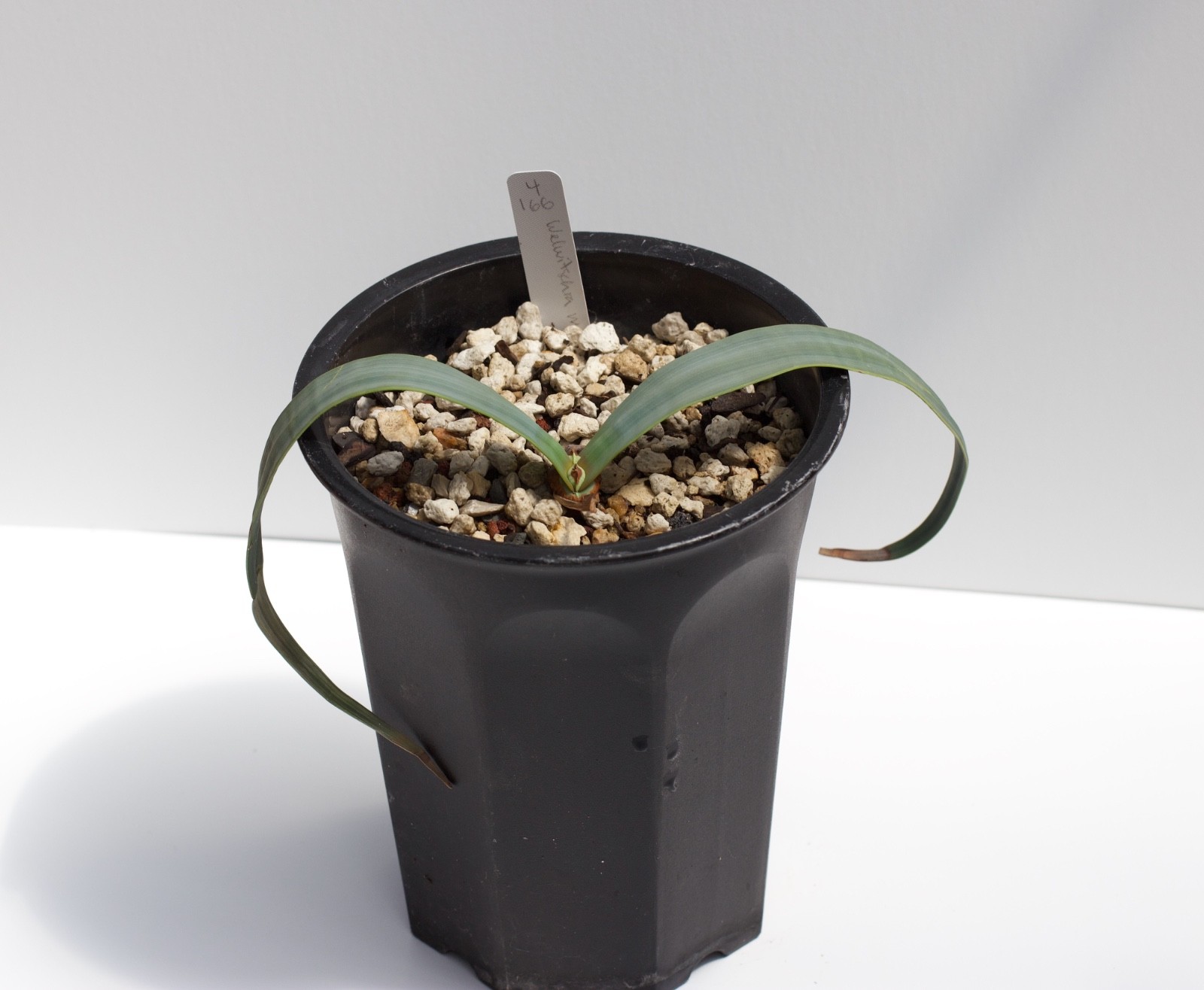 Welwitschia mirabilis - great looking seedling Welwitschia mirabilis - great looking seedling
