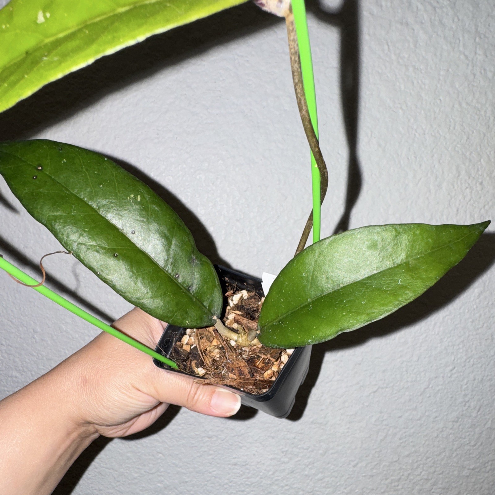 H. aceh “shogun”, uncommon climbing Hoya sp. H. aceh “shogun”, uncommon climbing Hoya sp.