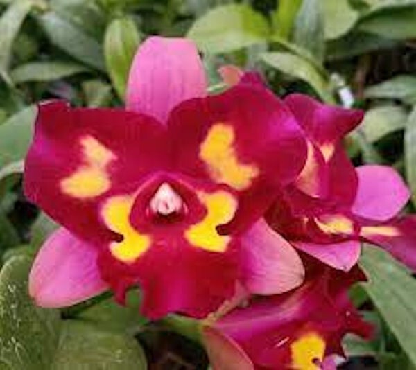 Rlc Linkin Love x Rlc Chomyong Beauty Live Orchid Plant 3BB39
