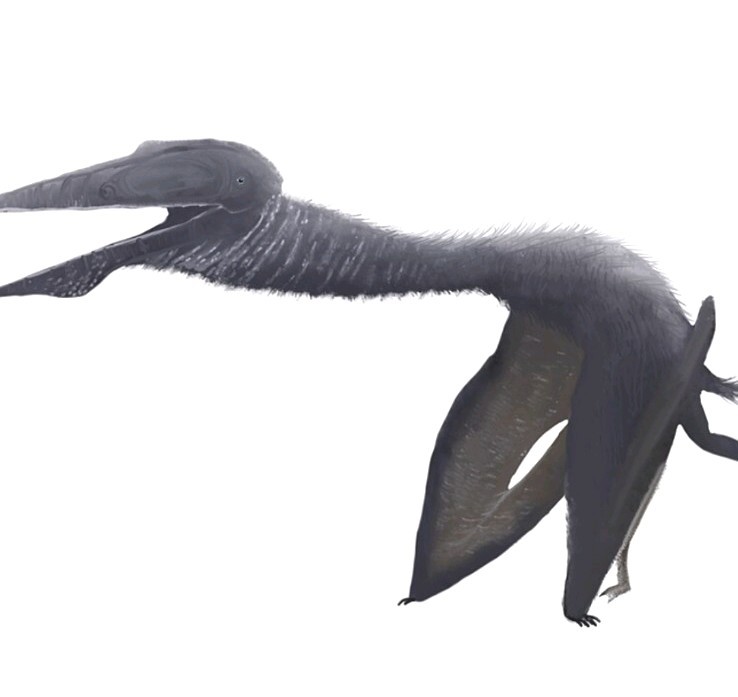 Prehistoric Pterosaur/ Egg Fossil - Priced To Sell ..half Of A Egg