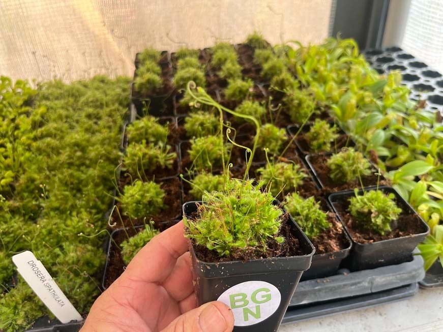 Drosera spatulata – Spoon-leaf Sundew - Carnivorous Plant