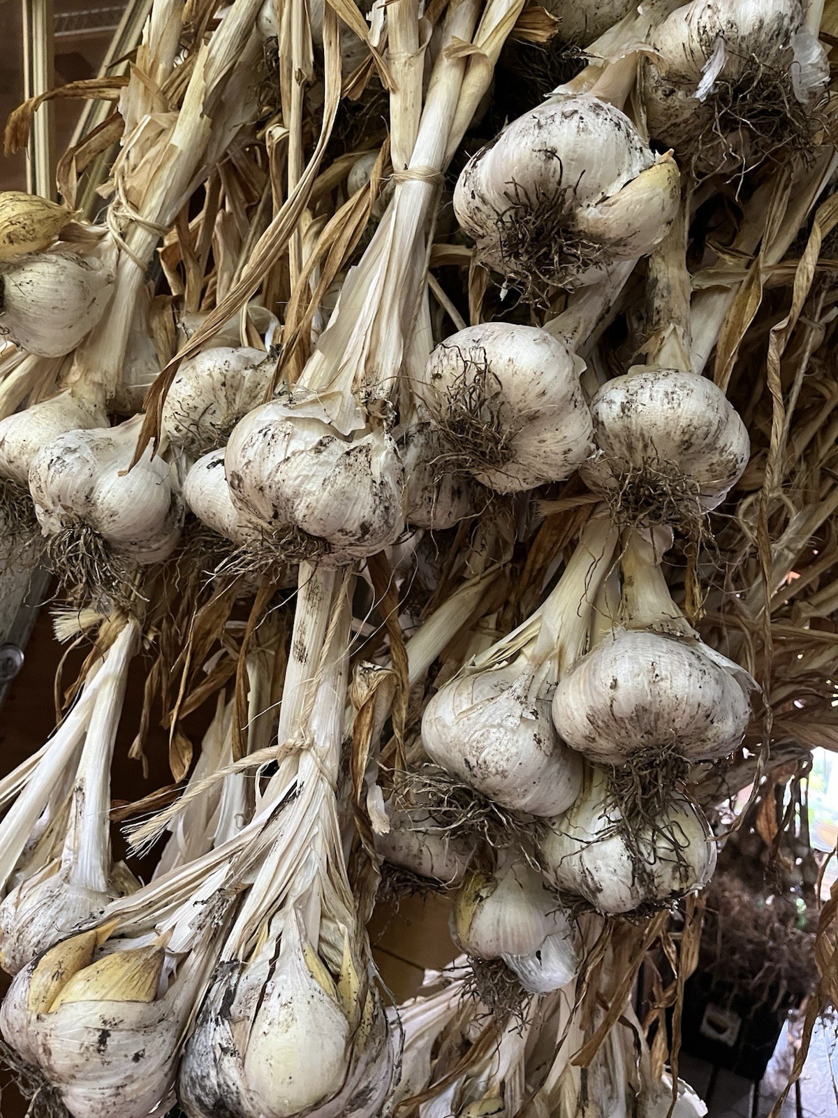2+ lb Elephant Garlic Bulbs 2+ lb Elephant Garlic Bulbs