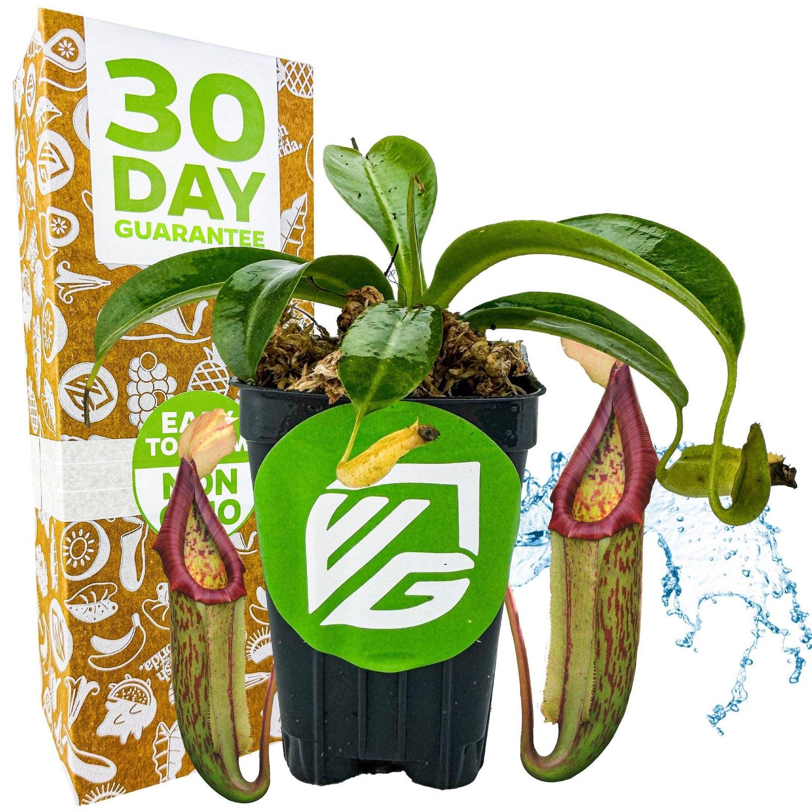 Miranda Carnivorous Pitcher Plant - Nepenthes miranda Miranda Carnivorous Pitcher Plant - Nepenthes miranda