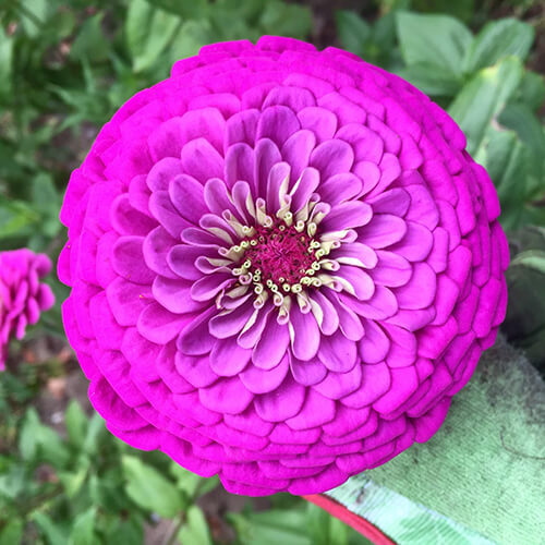 Purple Prince Zinnia Seeds | Giant 5\