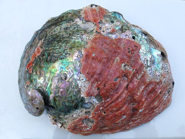Extra large museum quility Red Abalone Shell OVER 10 Extra large museum quility Red Abalone Shell OVER 10