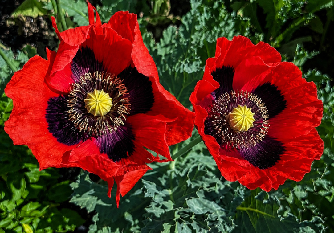 1,000 Turkish Red Poppy Seeds - P. Somniferum - Giant Scarlet Red Blooms