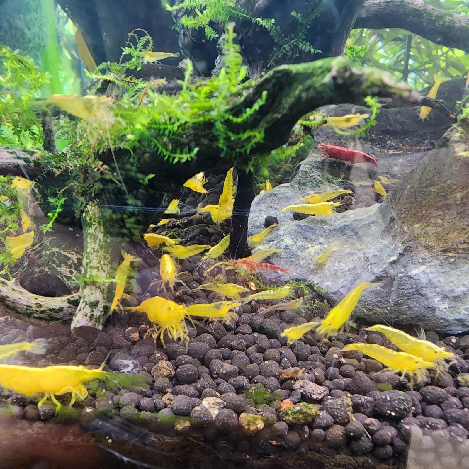 20 +2 YELLOW COLOR CULL NEOCARIDINA AQUARIUM SHRIMP FOR BEGINNER SHRIMP KEEPER