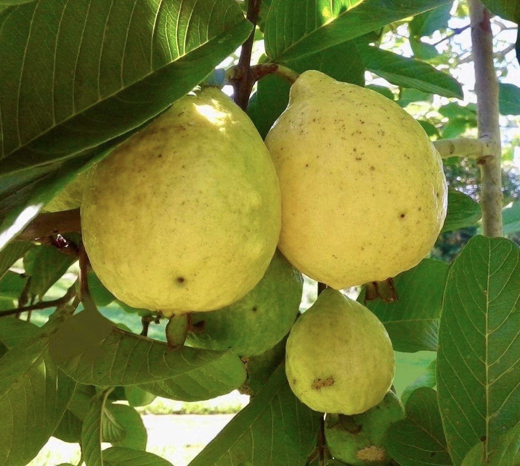 Two years white pear Guava Tree in 4” pot Mexican cream/white flash / 12”-14” Two years white pear Guava Tree in 4” pot Mexican cream/white flash / 12”-14”