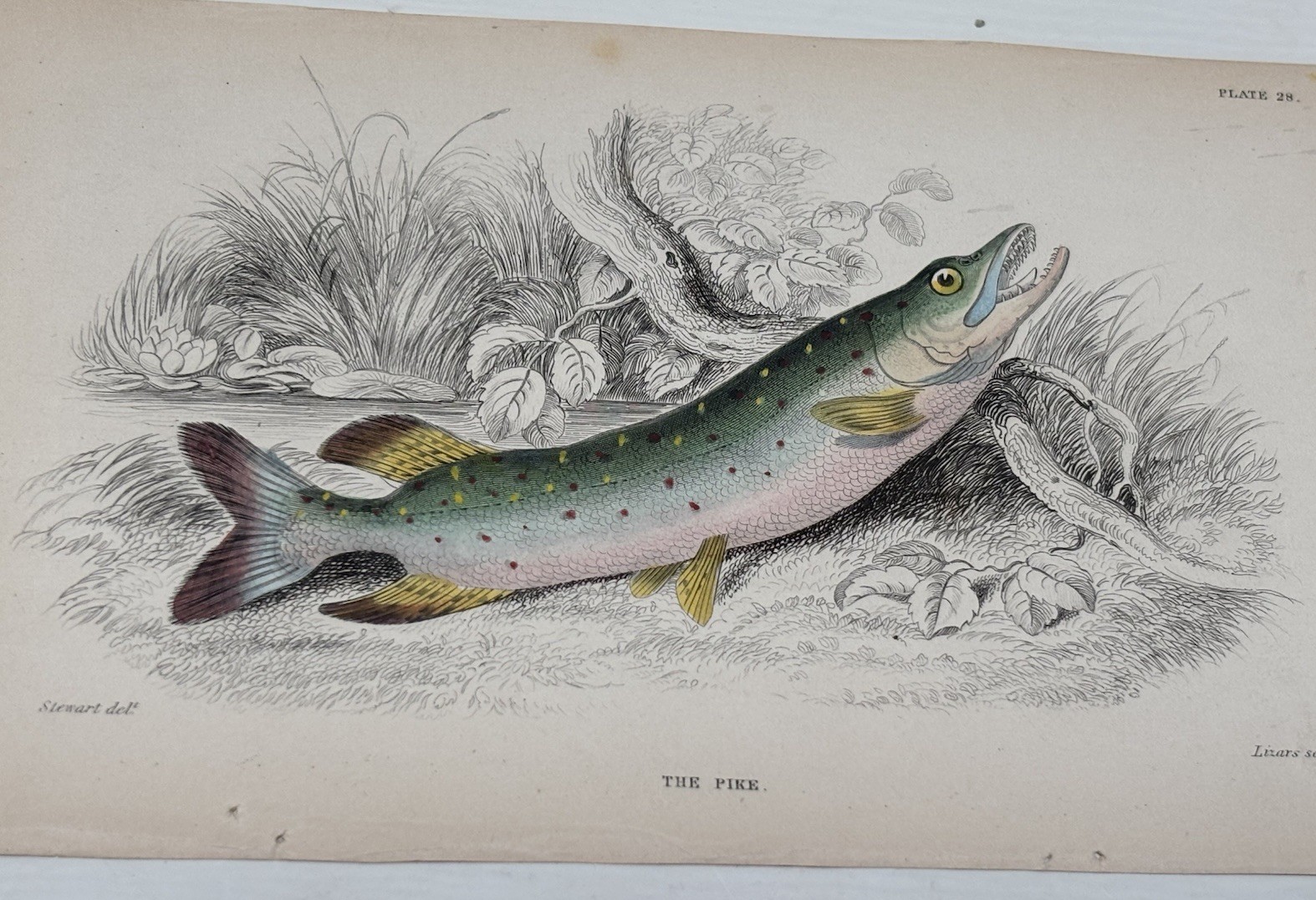 Antique Jardine/Lizars hand colored engraving fish print “The Pike”