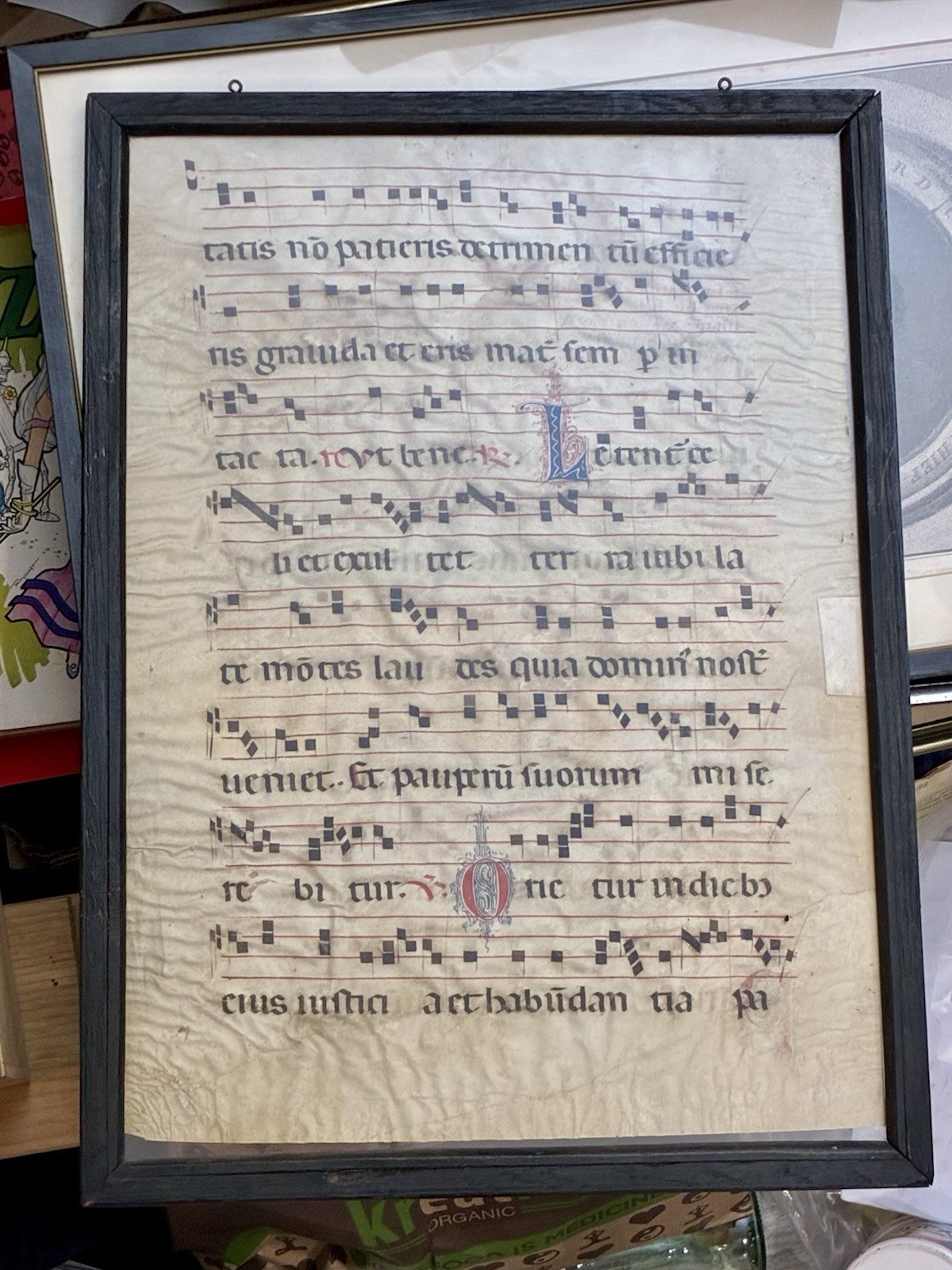 Antique 15th/16thC Illuminated Antiphonal Vellum Manuscript Leaf Framed