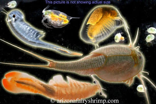 Premium Desert Lake Bed Substrate with Live Aquatic Invertebrate Eggs - Joshua T