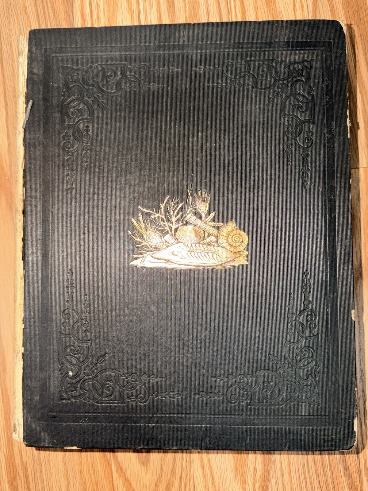 Antique 19thC Palaeontology of New York James Hall Vols I II III V Plates Lot