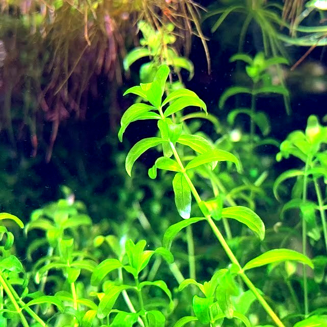 Pearl Weed (Hemianthus micranthemoides) (25+Stems) BUY 2 GET 1 FREE RANDOM PLANT
