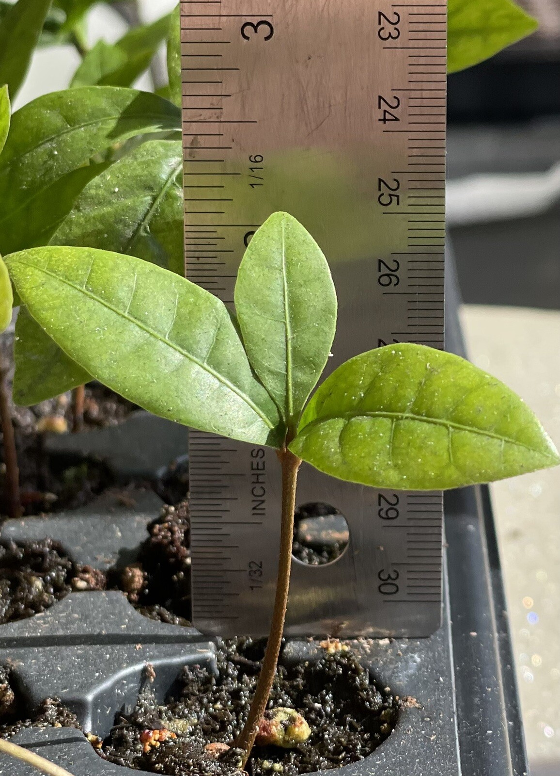 Miracle Fruit Plant Synsepalum dulcificum tree (Miracle berry)