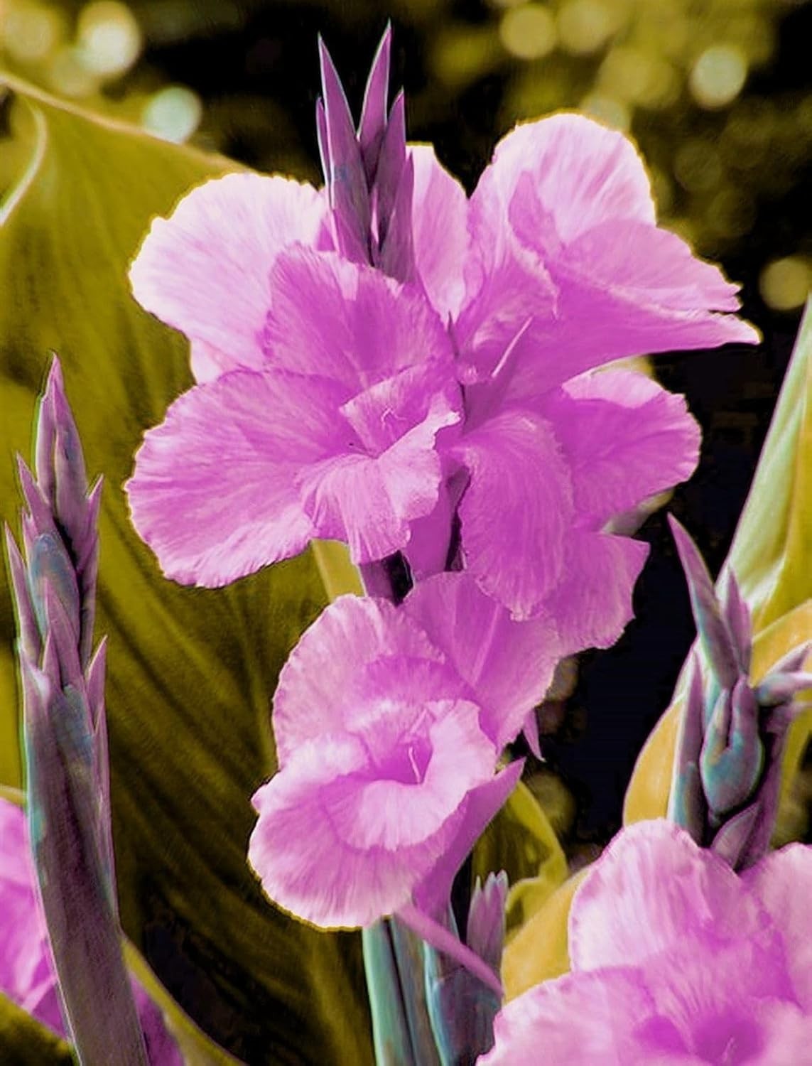 Pretty Imported Double Canna Lily Purple Colour Flower Bulb Pack Of 2 Bulb