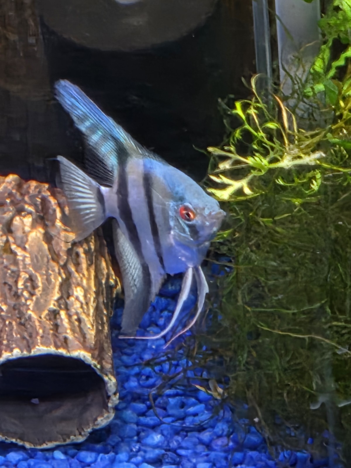 Philippine Blue Angelfish About Dime Size. 6 For 34.95 Philippine Blue Angelfish About Dime Size. 6 For 34.95
