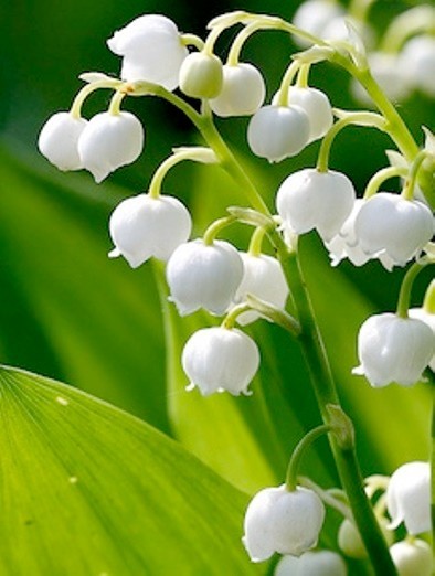 Lily of the Valley 30+ pips, White, FRAGRANT, Hardy Perennial