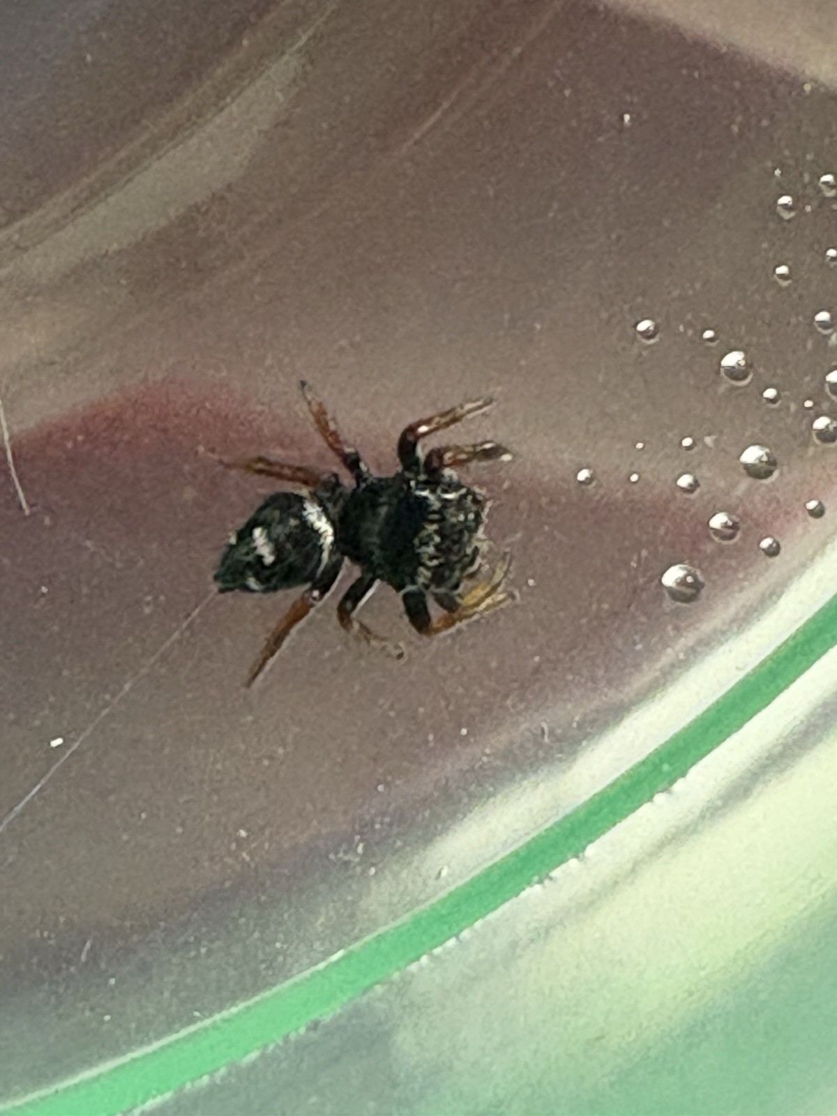 💜 Regal Jumping Spider I-4 Sling. Gender unknown. #2 💜 Regal Jumping Spider I-4 Sling. Gender unknown. #2
