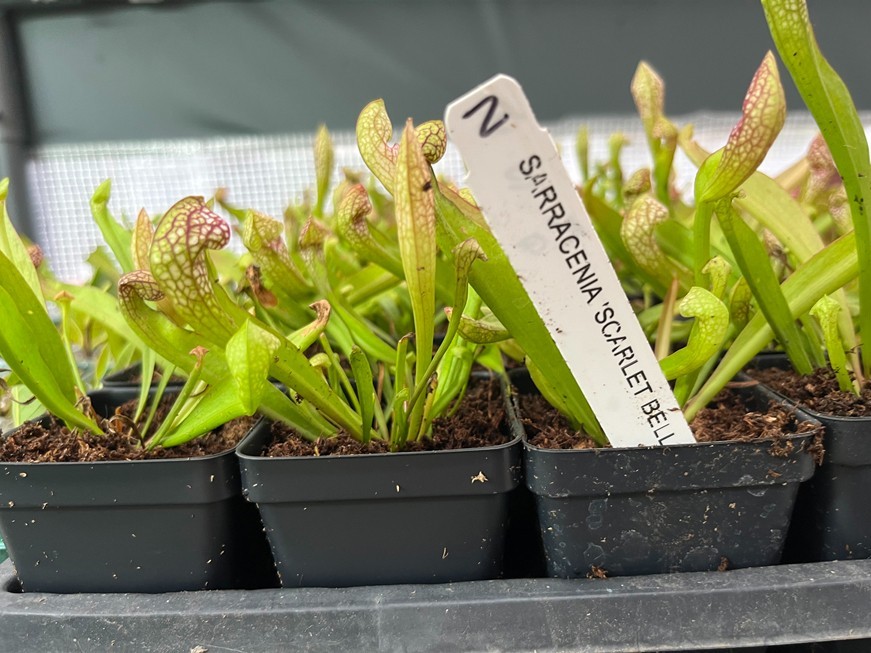 Scarlet Bell Pitcher Plant - Sarracenia Scarlet Bell - Live Carnivorous Plant