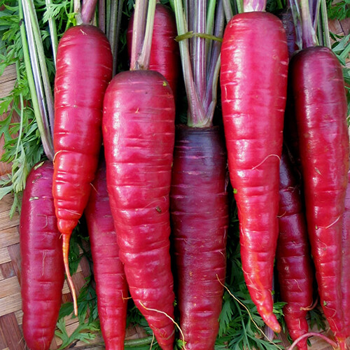 Purple Dragon Carrot Seeds | Heirloom / Non-GMO |  | 1086