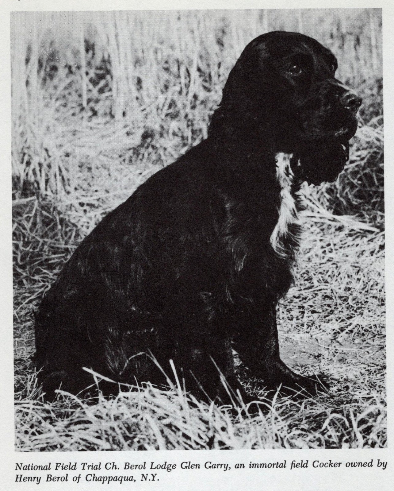 *Cocker Spaniel \