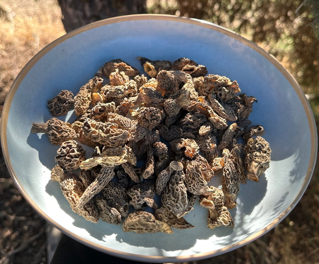 Dried Wild Conica Morel Mushrooms from the USA, Wild Crafted 2026 Crop 1 Lb.