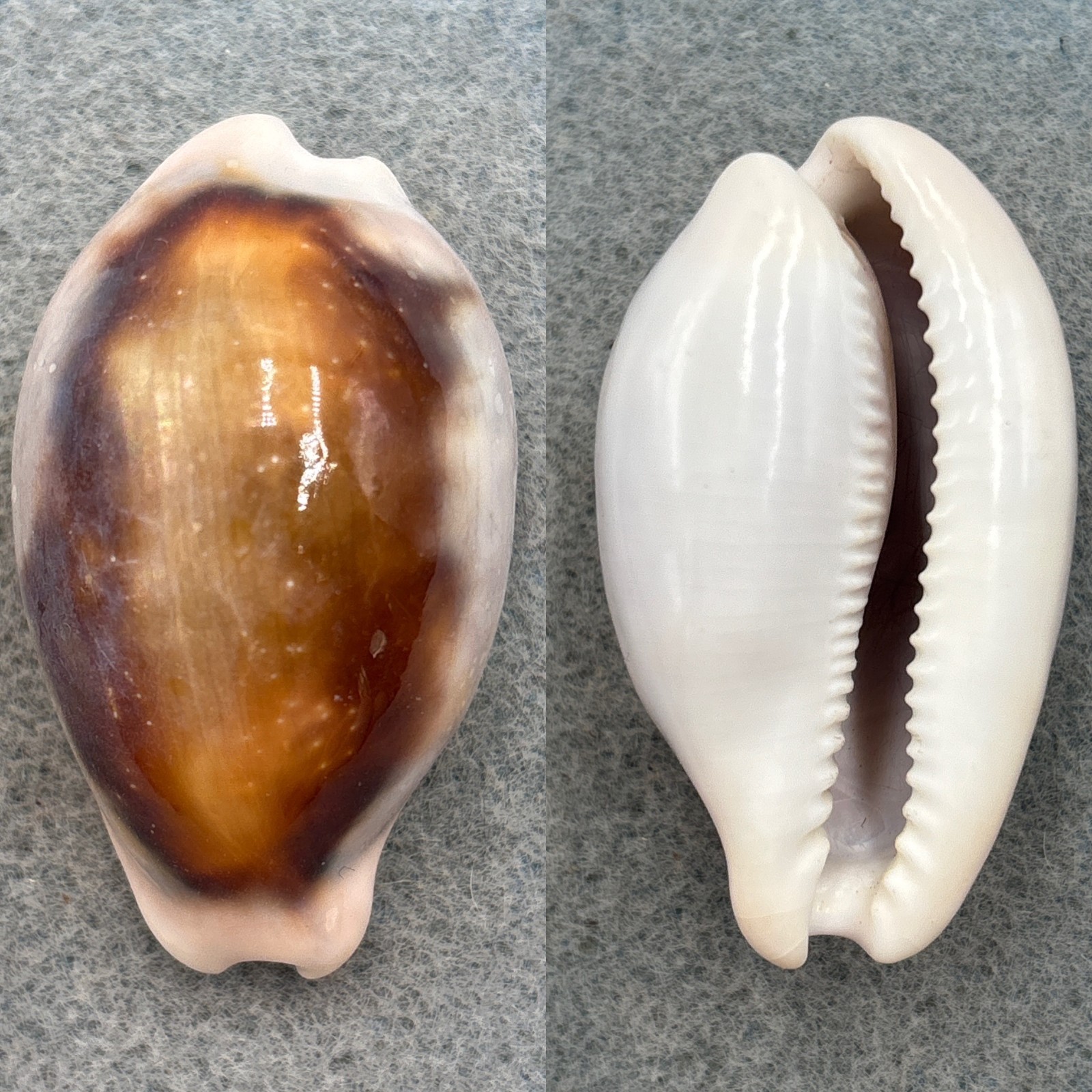 #2 Cypraea spadicea 50.6mm F+ California 